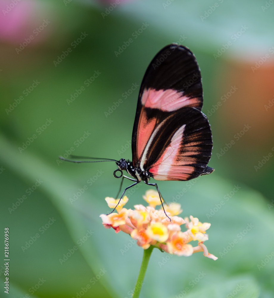 insecte papillon seul Helioconius erato butine une fleur jaune en plan rapproché sur fonds vert insecte papillon seul Helioconius erato butine une fleur jaune en plan rapproché sur fonds vert