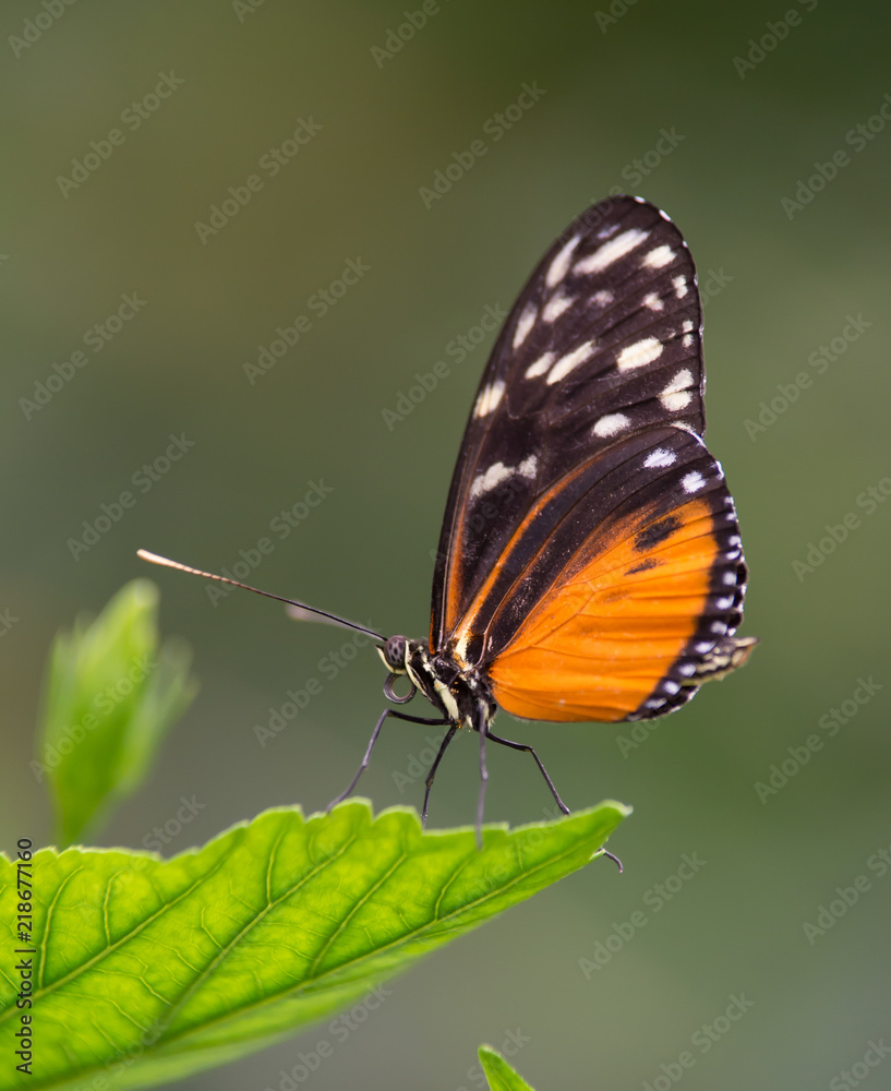 insecte seul papillon Heliconius hecale orange et noir sur une feuille verte en gros plan sur fonds sombre insecte seul papillon Heliconius hecale orange et noir sur une feuille verte en gros plan sur fonds sombre