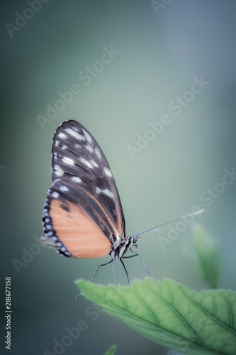 insecte seul papillon Heliconius hecale orange et noir sur une feuille verte en gros plan avec une lumière forte