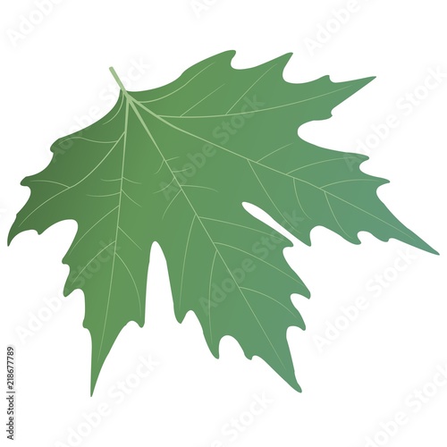 Green sycamore leaf. Vector illustration.
