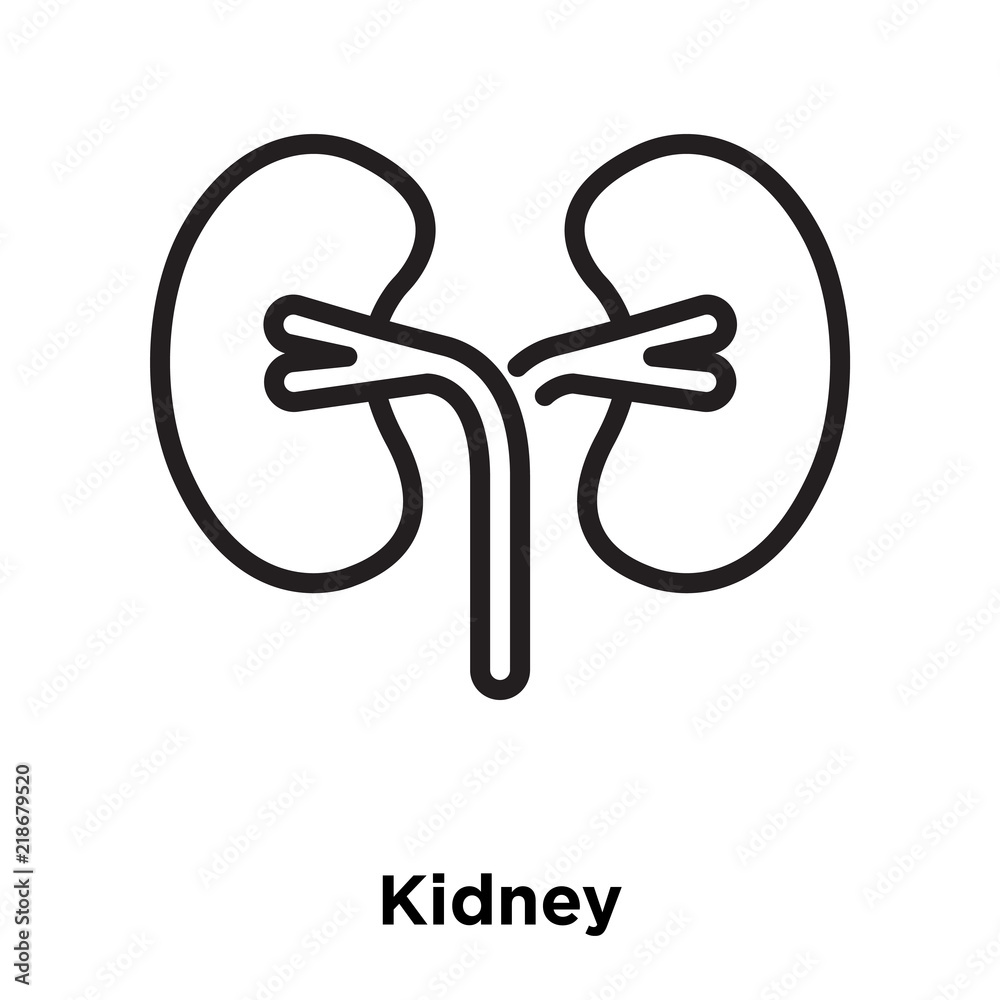 kidney icons isolated on white background. Modern and editable kidney