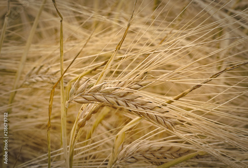 Ear of barley in the middle of a barley field shortly before the harvest