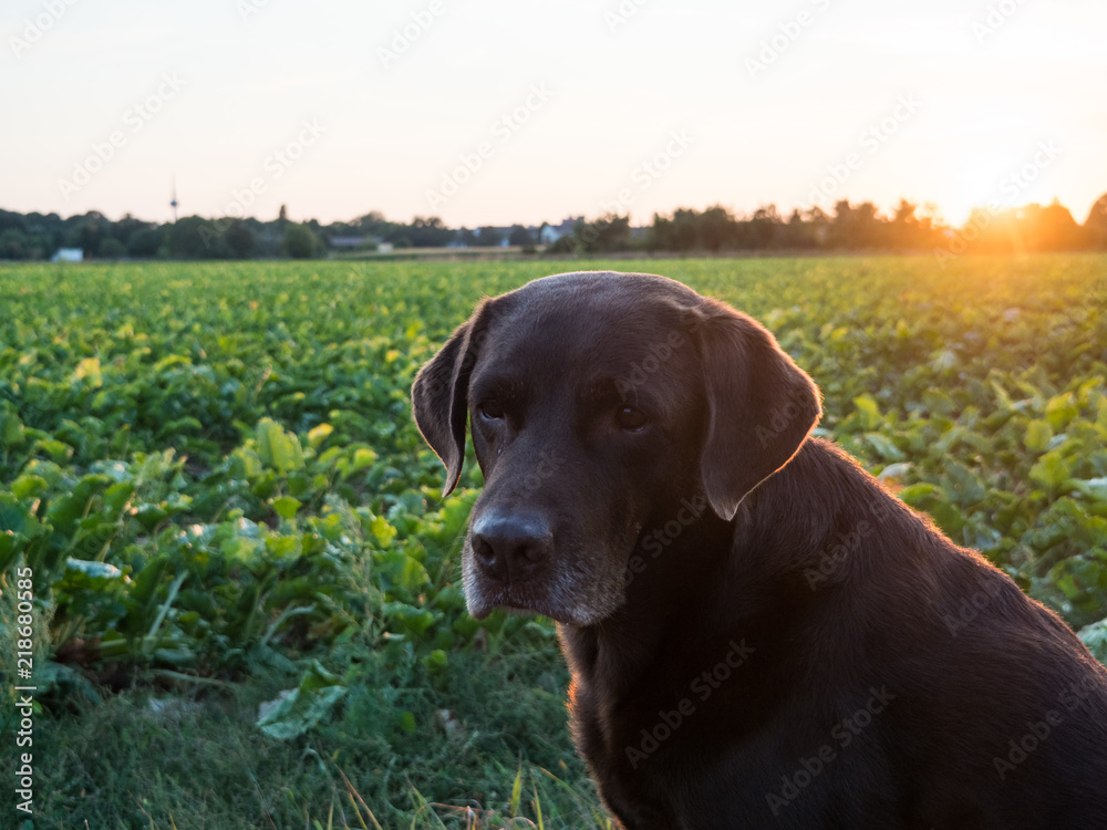 Brown Labrador Retriever Dog at sunset Brown Labrador Retriever Dog at sunset
