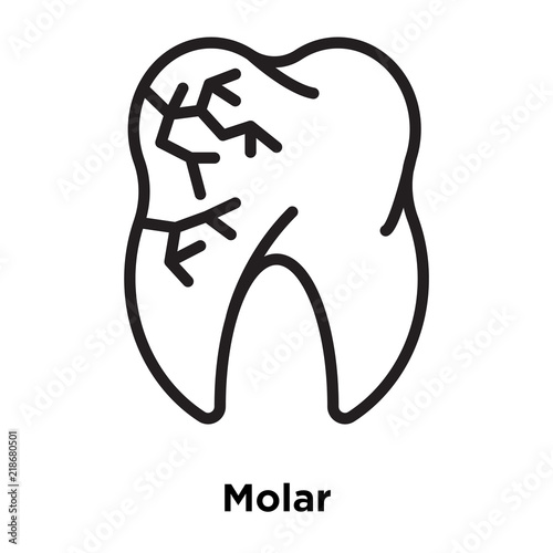 molar icons isolated on white background. Modern and editable molar icon. Simple icon vector illustration.