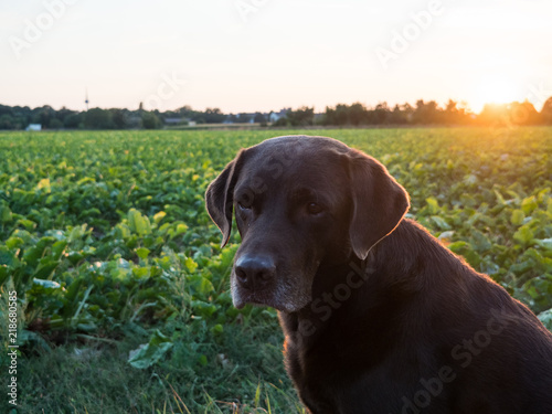 Brown Labrador Retriever Dog at sunset