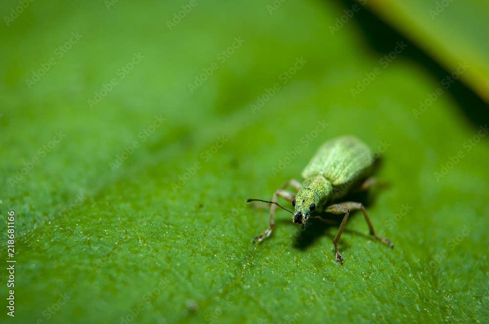 Small Green Weevil Small Green Weevil