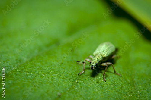 Small Green Weevil