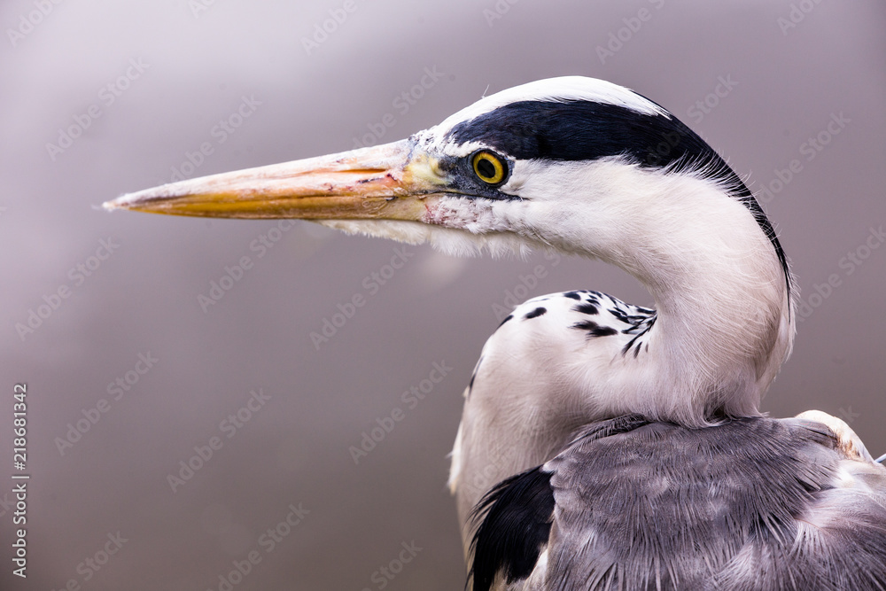 Stork Head Closeup
