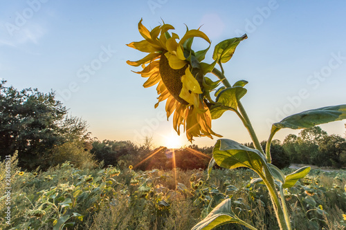 sonnenuntergang photo