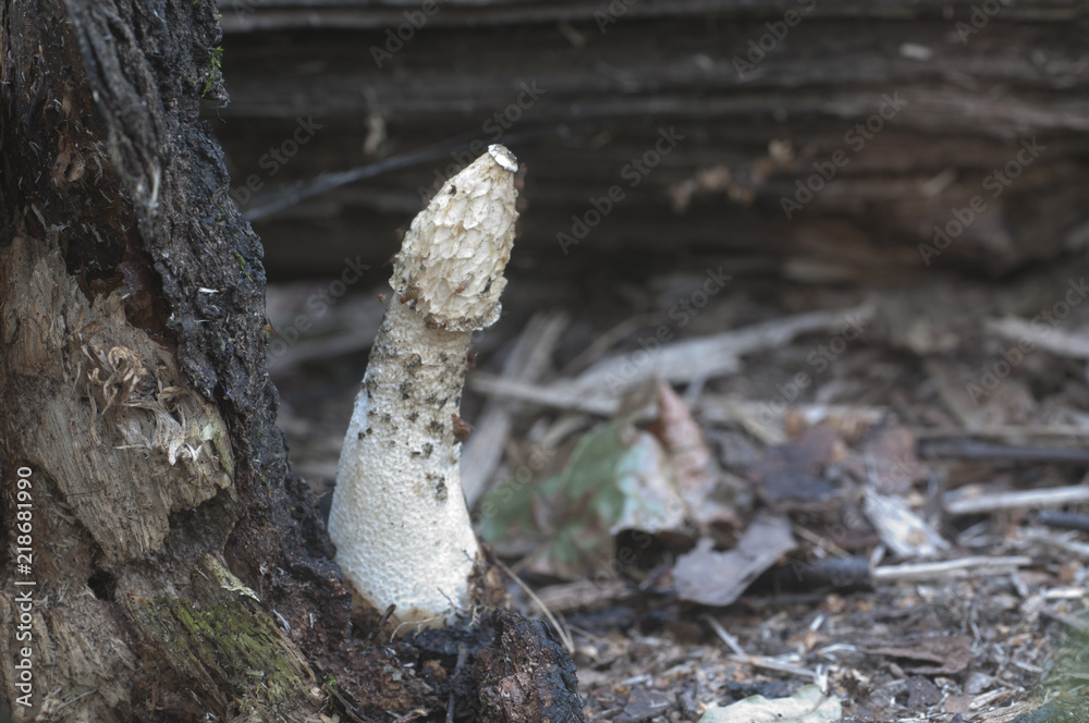 Phallus impudicus (common stinkhorn) mushroom Stock Photo | Adobe Stock