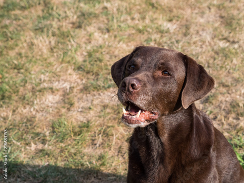 Brown Labrador Retriever Dog