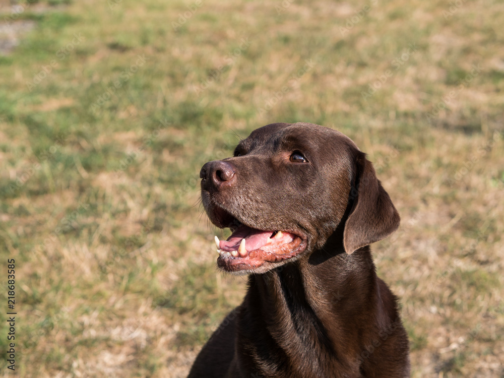 Brown Labrador Retriever Dog