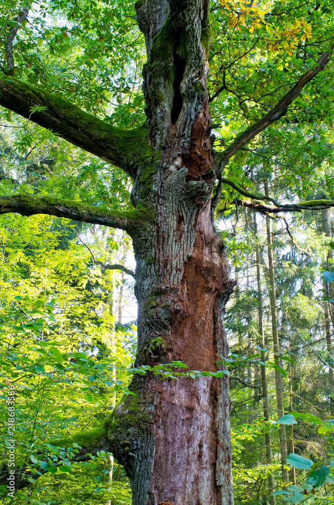Fototapeta premium Branches and lush in Bialowieza woods, Poland
