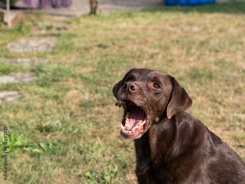 Brown Labrador Retriever Dog