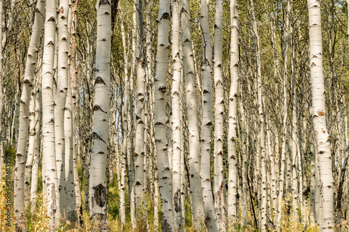 Tall pale Aspen trees in a grove in the wilderness summer time