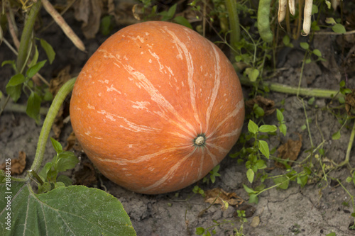 Ripe orange pumpkin growing in the vegetable garden, the harvest. Preparation for Halloween