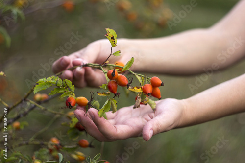 Ripe rose hips, Young woman collects crop of medicinal plants, background