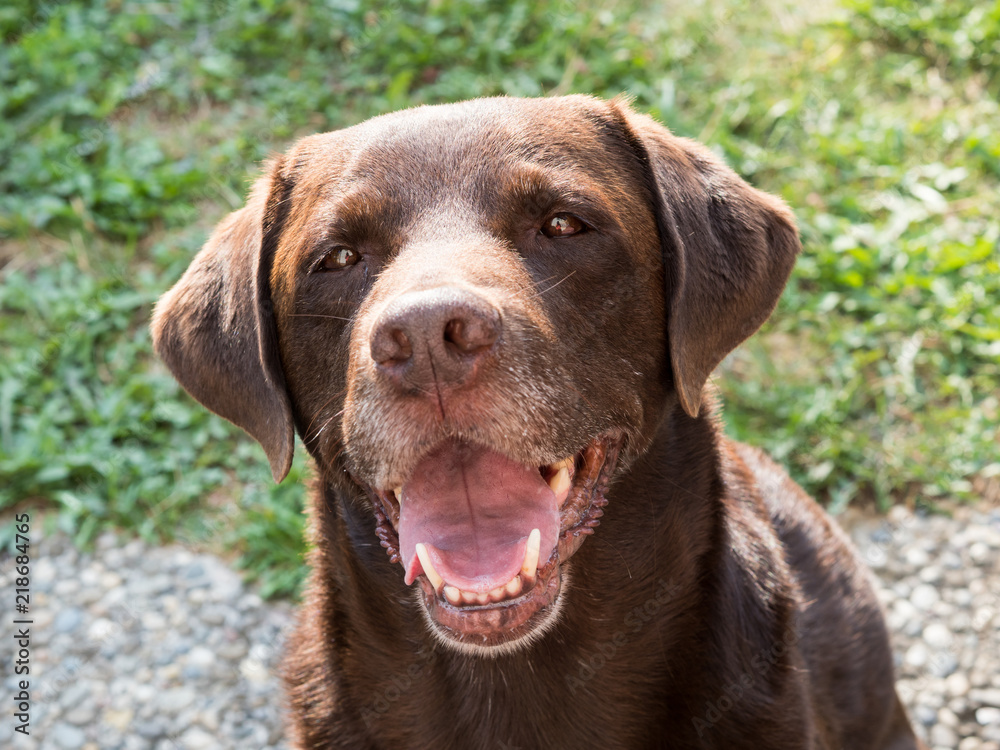 Brown Labrador Retriever Dog