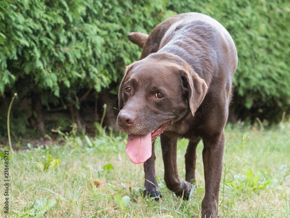 Brown Labrador Retriever Dog