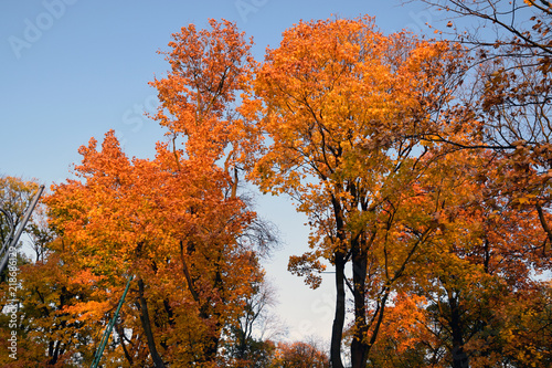 Jesień w parku. Liście, drzewa.
