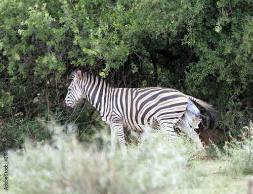 Zebra giving birth and defending baby