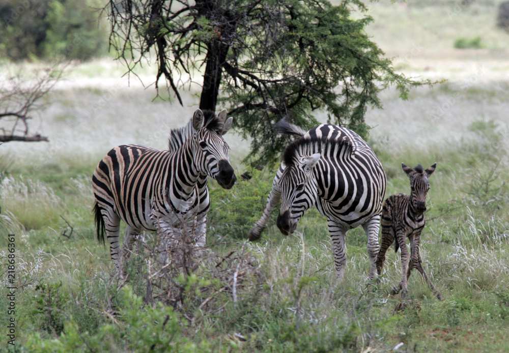 Fototapeta premium Zebra giving birth and defending baby