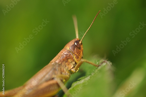 közönséges rétisáska (Chorthippus parallelus)