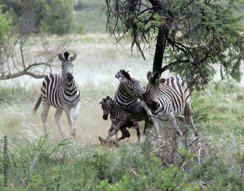 Zebra giving birth and defending baby