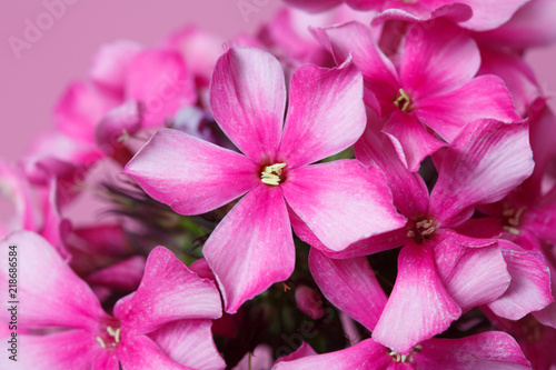 Luxurious inflorescence of phlox isolated on a pink background, macro. © ksi