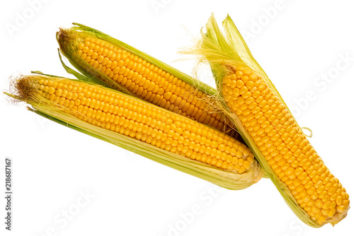 three fresh cobs of corn from the garden on a white background, isolated objects