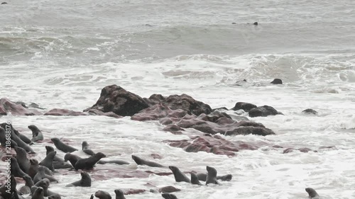 Seals over the sea rocks on slow motion photo