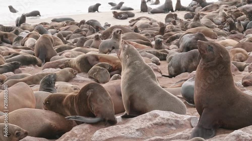 Some seals discussing on the colony photo