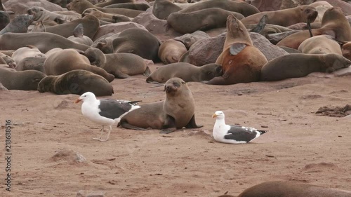 Seal pup keeps a close watch on seagulls photo