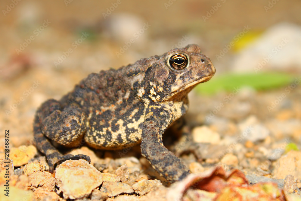 Obraz premium American Toad Illinois Wildlife