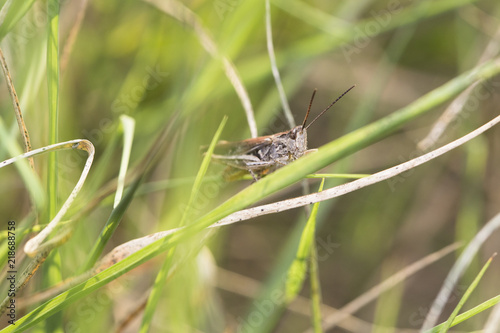 Macro photo of grasshopper in the meadow. © Dickov