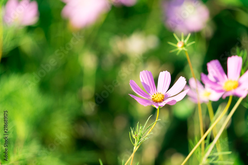 A photo of a flower. Place for your text.