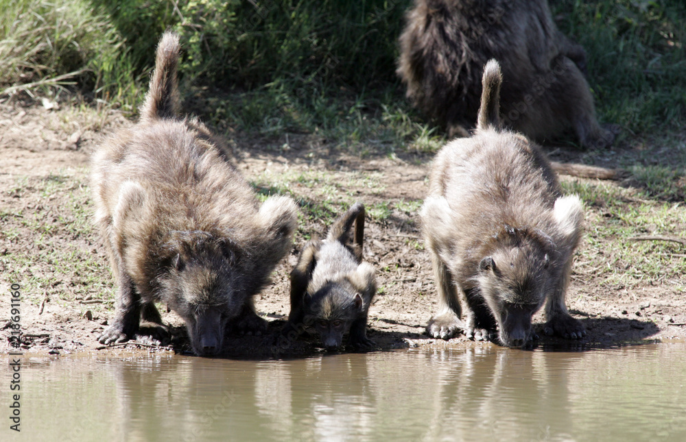 Fototapeta premium Baboons