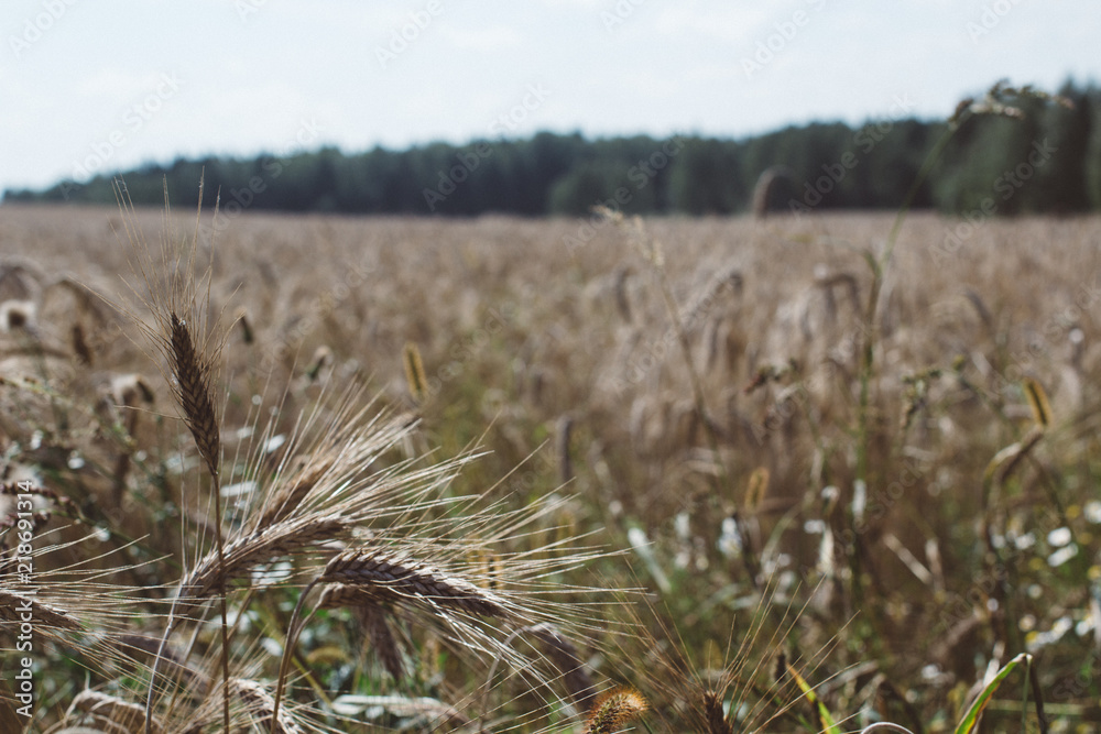 Fototapeta premium close up field with rye ears, agricultural background