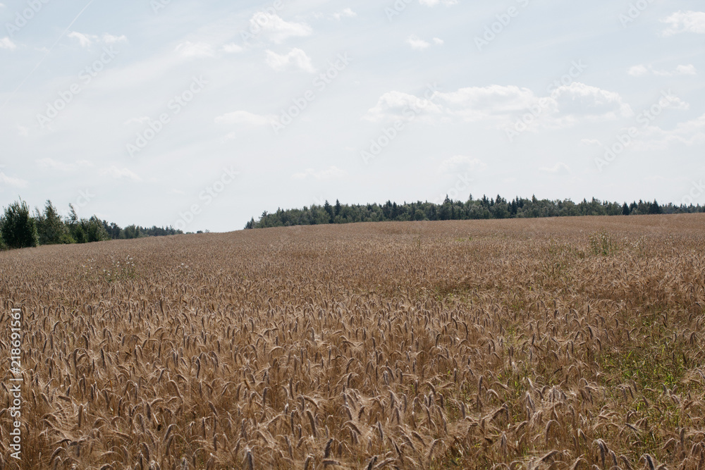 Naklejka premium close up field with rye ears, agricultural background