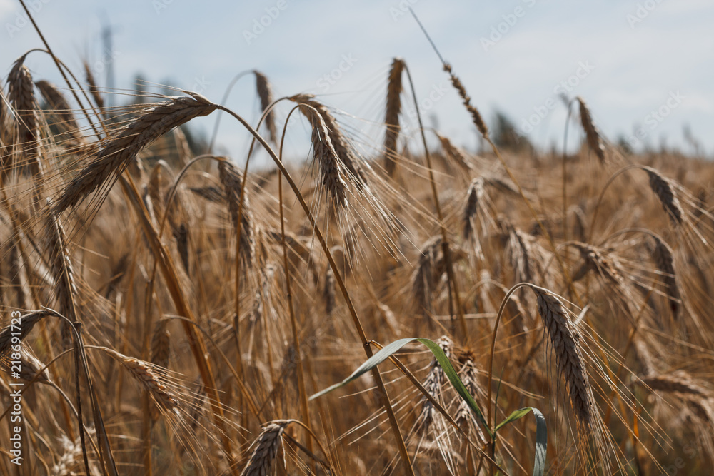 Fototapeta premium close up field with rye ears, agricultural background
