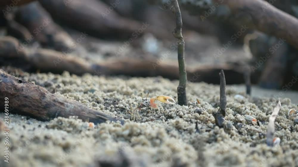 small crap with colorful carapace moving claw up down on sand ground floor with root of mangrove tree forest small crap with colorful carapace moving claw up down on sand ground floor with root of mangrove tree forest
