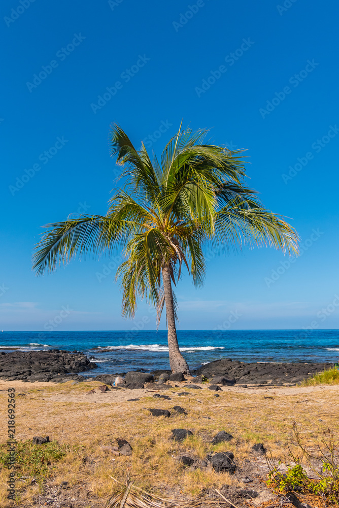 Palm trees on the beach