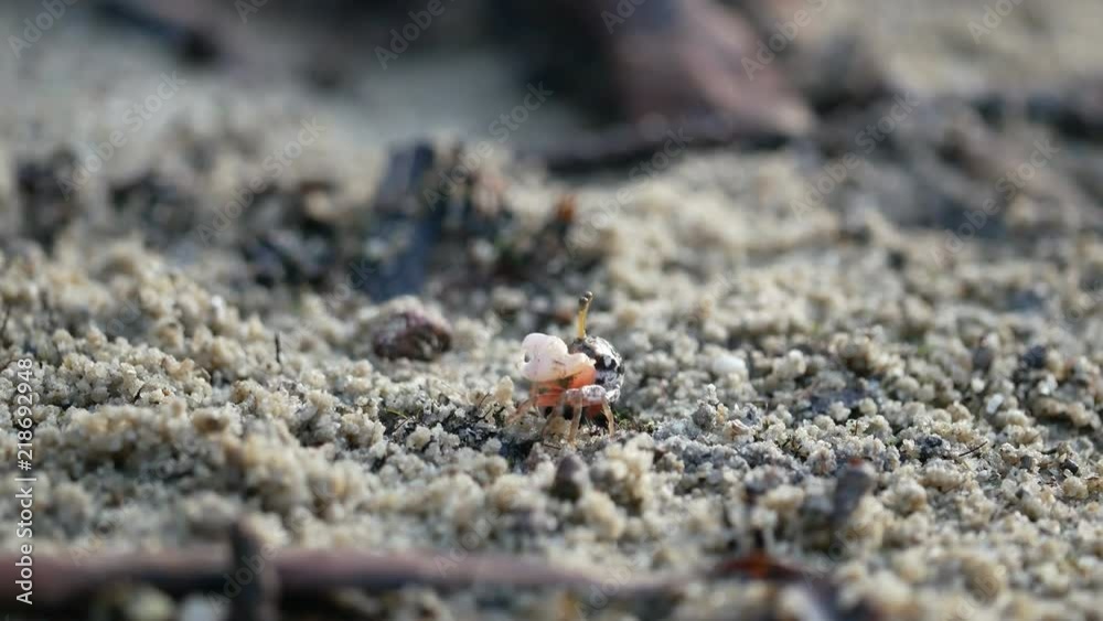 small crap with colorful carapace moving claw and eating food on sand ground floor small crap with colorful carapace moving claw and eating food on sand ground floor