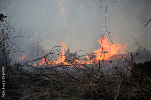 bush fire in Africa with palm tree