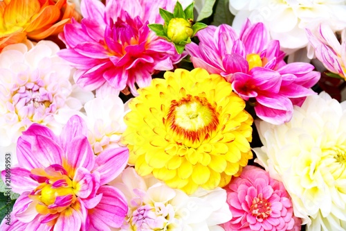 Fototapeta Naklejka Na Ścianę i Meble -  Herbstblumen - Sommerblumen - Dahlien