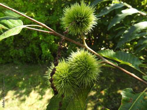 sweet chestnut