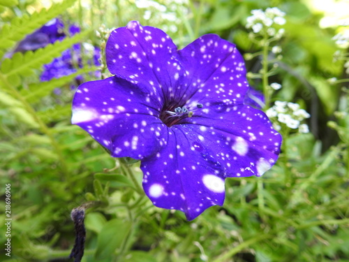 Galaxy Flower