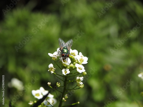 fly on white flower