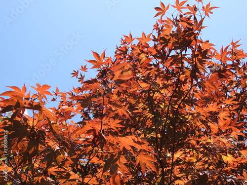 red maple