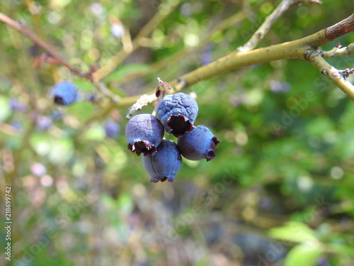 withered blueberries